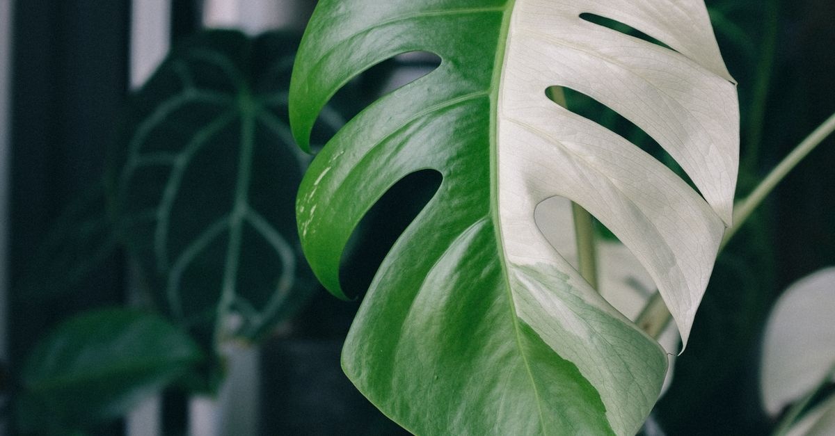 Monstera traci kolor i więdnie? Oto plan ratunkowy, który przywróci jej dżunglową formę