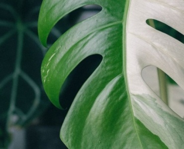 Monstera traci kolor i więdnie? Oto plan ratunkowy, który przywróci jej dżunglową formę