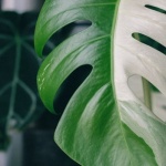 Monstera traci kolor i więdnie? Oto plan ratunkowy, który przywróci jej dżunglową formę